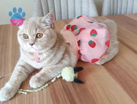 Kızımıza eş arıyoruz ☺️