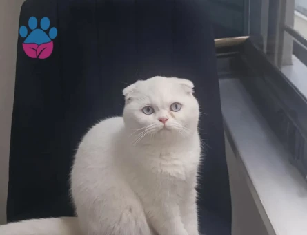 9 aylik kizanda dişi