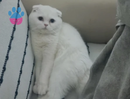 9 aylik kizanda dişi