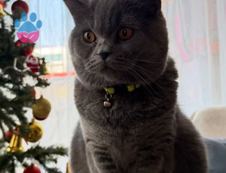 Oğlumuza eş arıyoruz