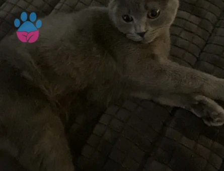 Gelin arıyoruz??!!!!!!