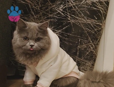 Puffy için yakışıklı bir eş arıyoruz