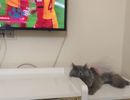 Puffy için yakışıklı bir eş arıyoruz