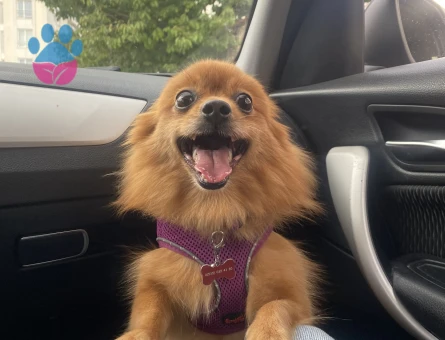 Kızıma eş arıyorum