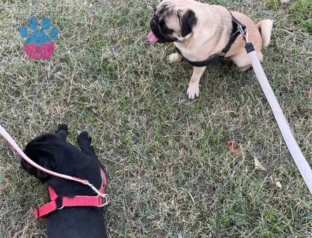 yavru için çiftleştirmeye eş arıyoruz