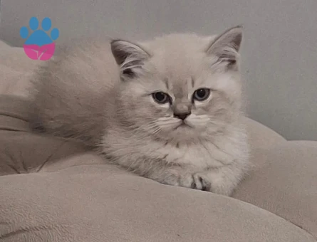 British Shorthair Mavi Gözlü Bebeğim Eş Arıyor