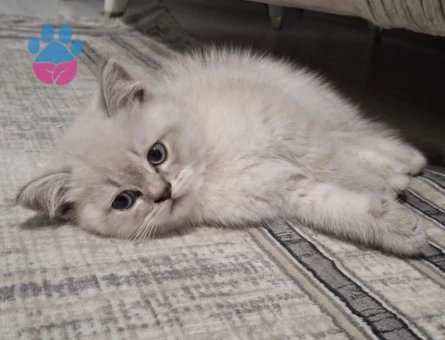 British Shorthair Mavi Gözlü Bebeğim Eş Arıyor