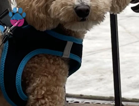 Yakışıklı Oglum Latteye Eş arıyorum 2.5 yaşında