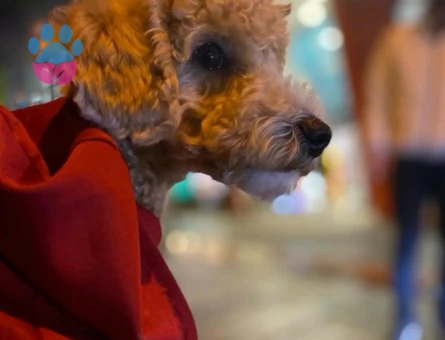 Yakışıklı Oglum Latteye Eş arıyorum 2.5 yaşında