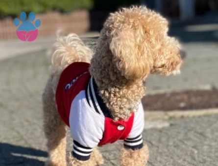 Yakışıklı Oglum Latteye Eş arıyorum 2.5 yaşında