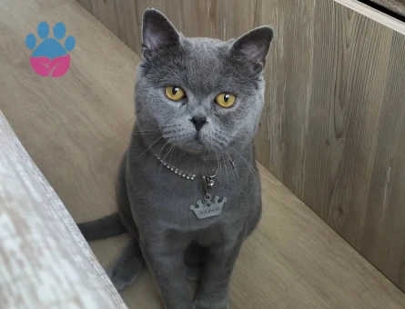 British Shorthair Kedime Acil Eş Arıyorum