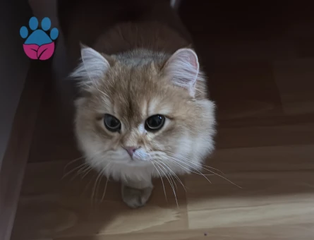 Golden brithish long hair ny12