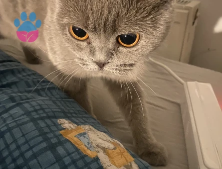 British Shorthair Mila Eş Arıyor