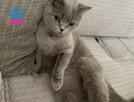 British Shorthair Mila Eş Arıyor