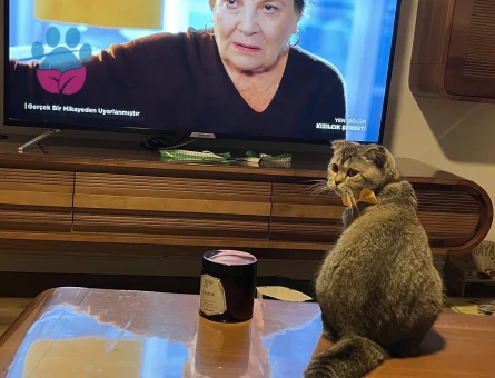 Scottish Fold Güzel kızıma eş arıyorum