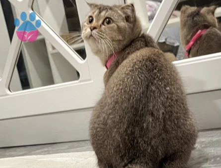 Scottish Fold Güzel kızıma eş arıyorum