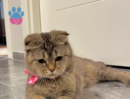 Scottish Fold Güzel kızıma eş arıyorum