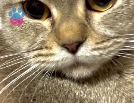 Scottish Fold Güzel kızıma eş arıyorum