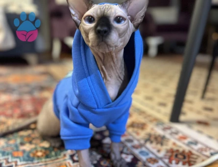 Sfenks 1 Yaşında Kedim Eş Arıyor