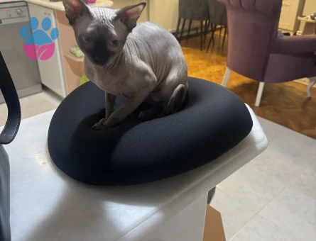 Sfenks 1 Yaşında Kedim Eş Arıyor