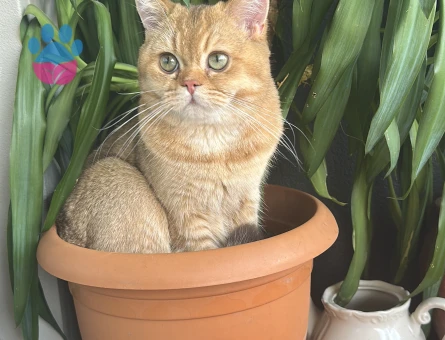 British Shorthair Erkek Kızgınlıtka