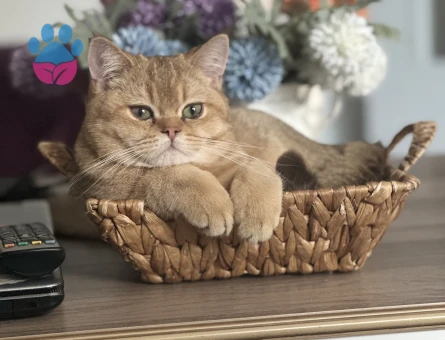 British Shorthair Erkek Kızgınlıtka