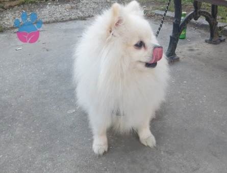 Poomeranian Boo Oğlumuza eş ariyoruz