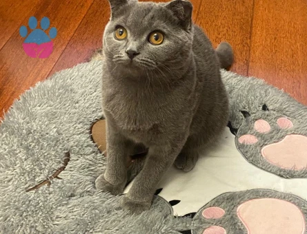 British Shorthair Kızımıza eş arıyoruz