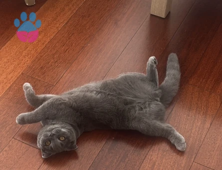 British Shorthair Kızımıza eş arıyoruz