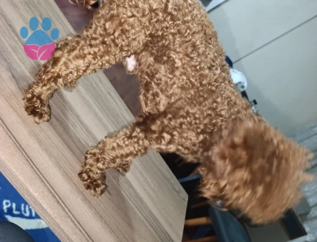 Toy Poodle 2 Yaşında Eş Arıyoruz