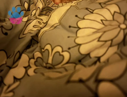 Sarman kedime eş arıyorum