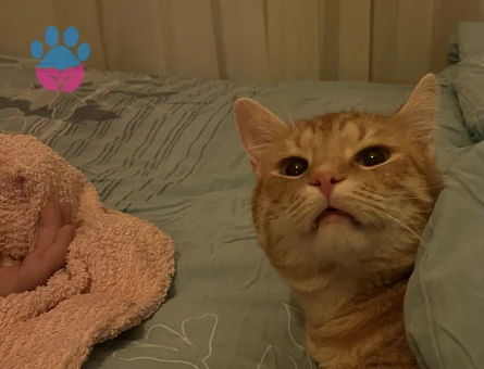 Sarman kedime eş arıyorum