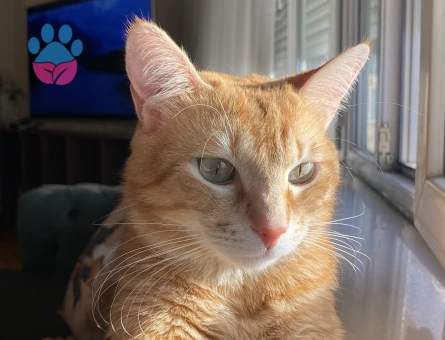 Sarman kedime eş arıyorum