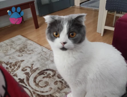 Scottish Fold 1,5 Yaşında Kedim Eş Arıyor