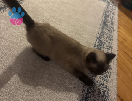 British Shorthair 1,5 Yaşında Dişi Kızgınlıkta