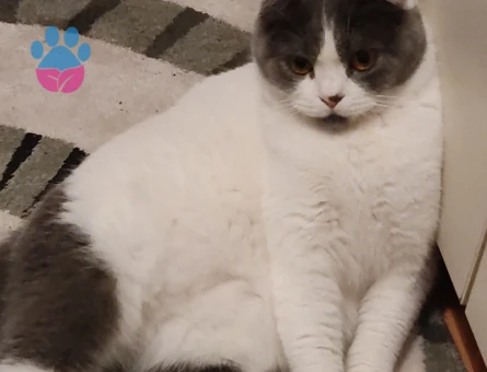 Scottish Fold 1,5 Yaşında Kedim Eş Arıyor