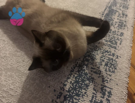 British Shorthair 1,5 Yaşında Dişi Kızgınlıkta