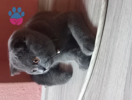British Shorthair 9 Ayık Kedim Eş Arıyor