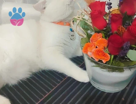 British Shorthair 2 Yaşında Oğlum Eş Arıyor