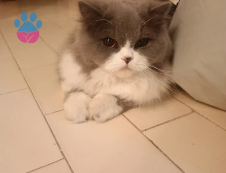 Scottish Straight 1 Yaşında Eş Arıyor