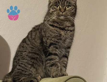 Kızımıza eş arıyoruz erkek