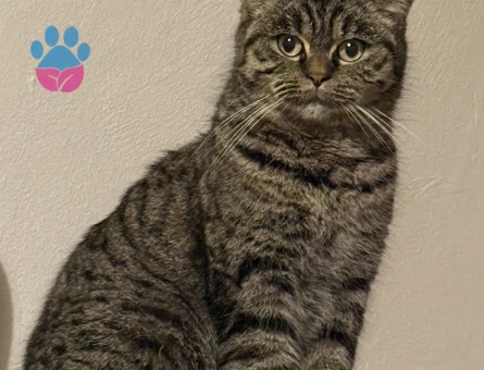 Kızımıza eş arıyoruz erkek