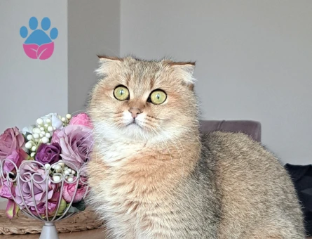 Scottish Fold Golden Shorthair Kedime Eş Arıyorum