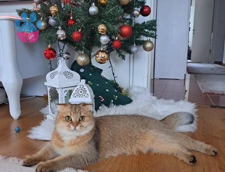 Scottish Fold Golden Shorthair Kedime Eş Arıyorum