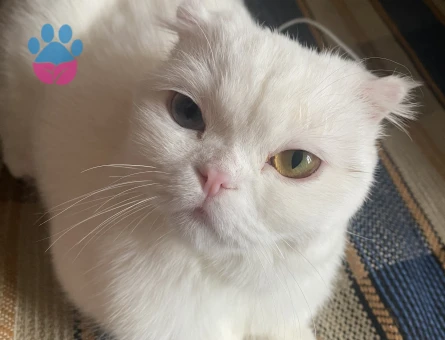Scottish Fold 1 Yaşında Kedim Eş Arıyor