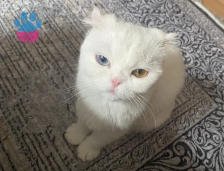 Scottish Fold 1 Yaşında Kedim Eş Arıyor