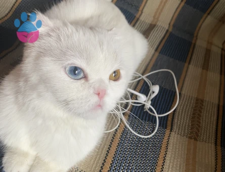 Scottish Fold 1 Yaşında Kedim Eş Arıyor