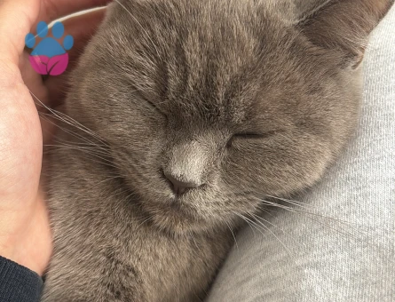 British Shorthair 1 Yaşında Eş Arıyor