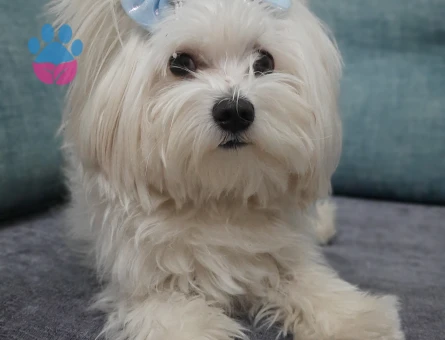 2 yaşındaki oğluma eş arıyorum