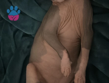 Kedimizi eşleştirmek istiyoruz çiftleşme geçmişi var tecrübeli